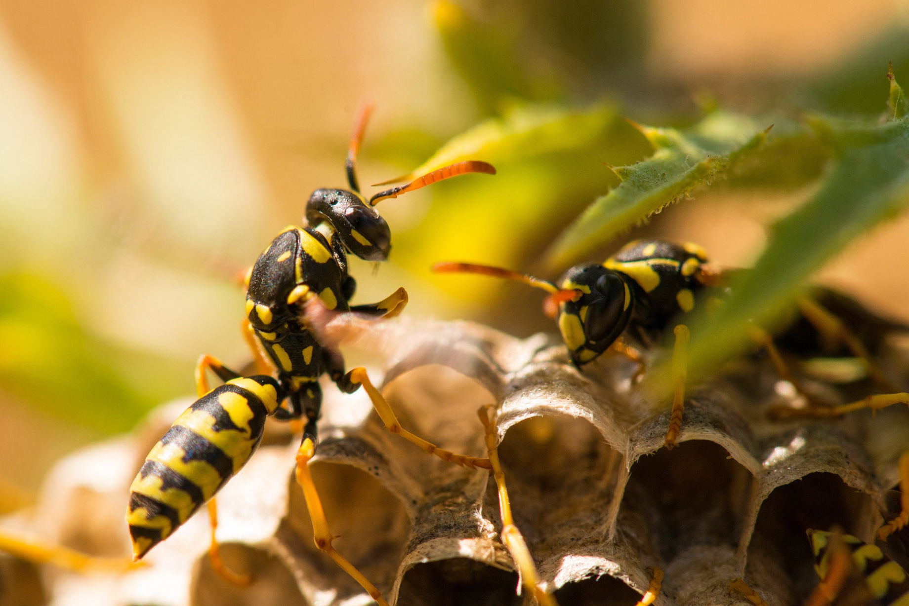 Destruction de nids de guêpes et de frelons à Bayeux